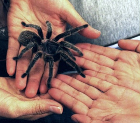 Picture of 2 hands passing a fuzzy black tarantula to two other hands.